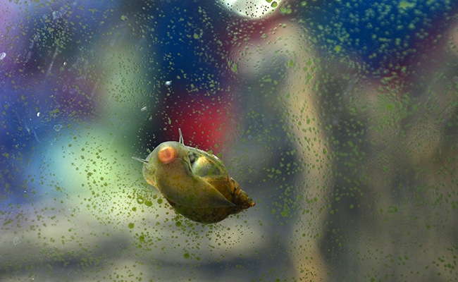 découvrez l'univers fascinant de l'oeuf d'escargot en aquariophilie. apprenez tout sur les spécificités de cette espèce, son cycle de reproduction et son impact sur l'équilibre de votre aquarium. parfait pour les passionnés d'aquariophilie souhaitant enrichir leur expérience!